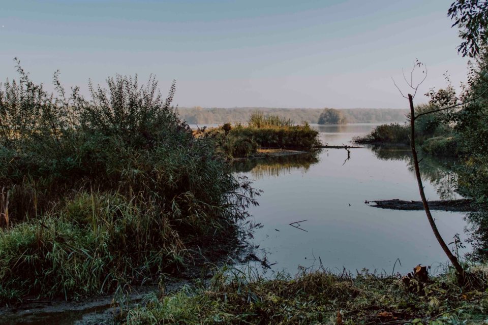 Natuuruitstap voor dag en dauw in het bos