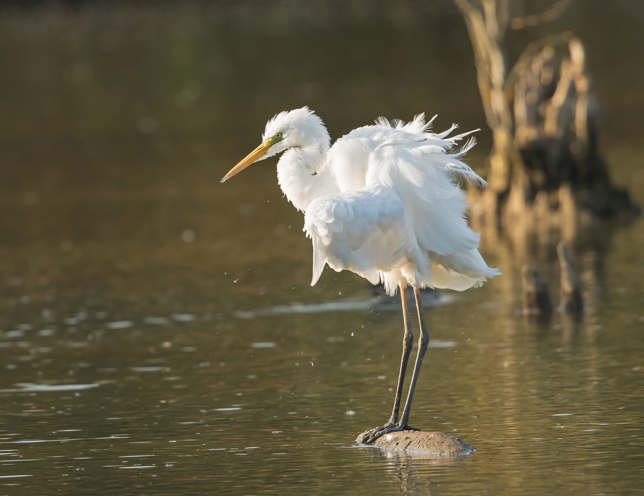 Grande Aigrette 2018 05