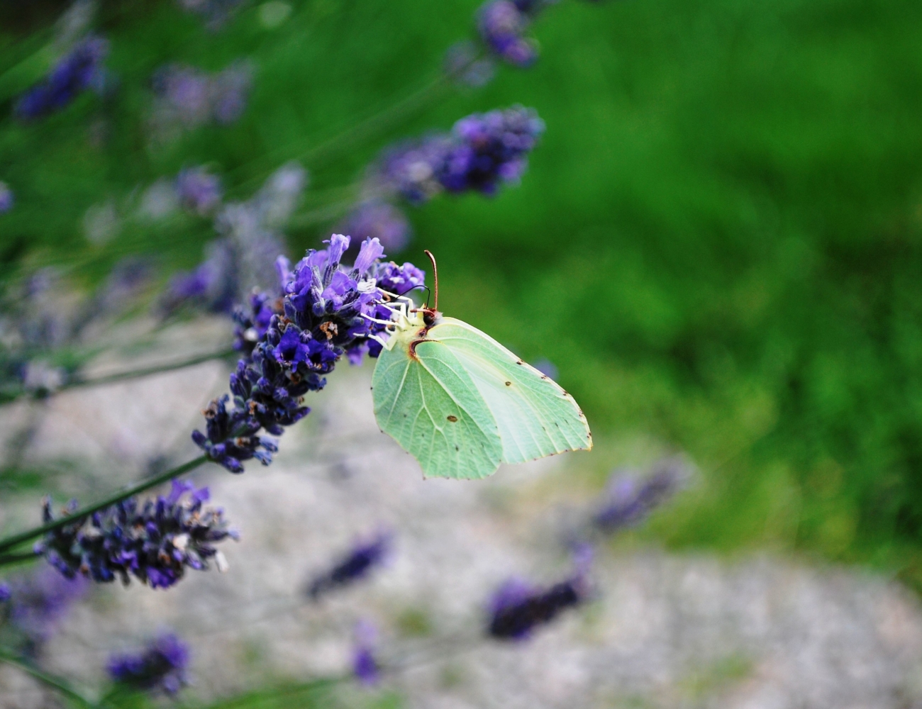 Papillon 1