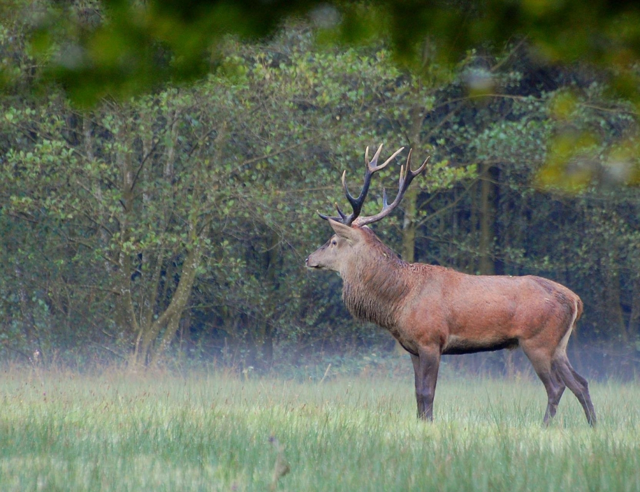 Cerf Taillette Simonet 2