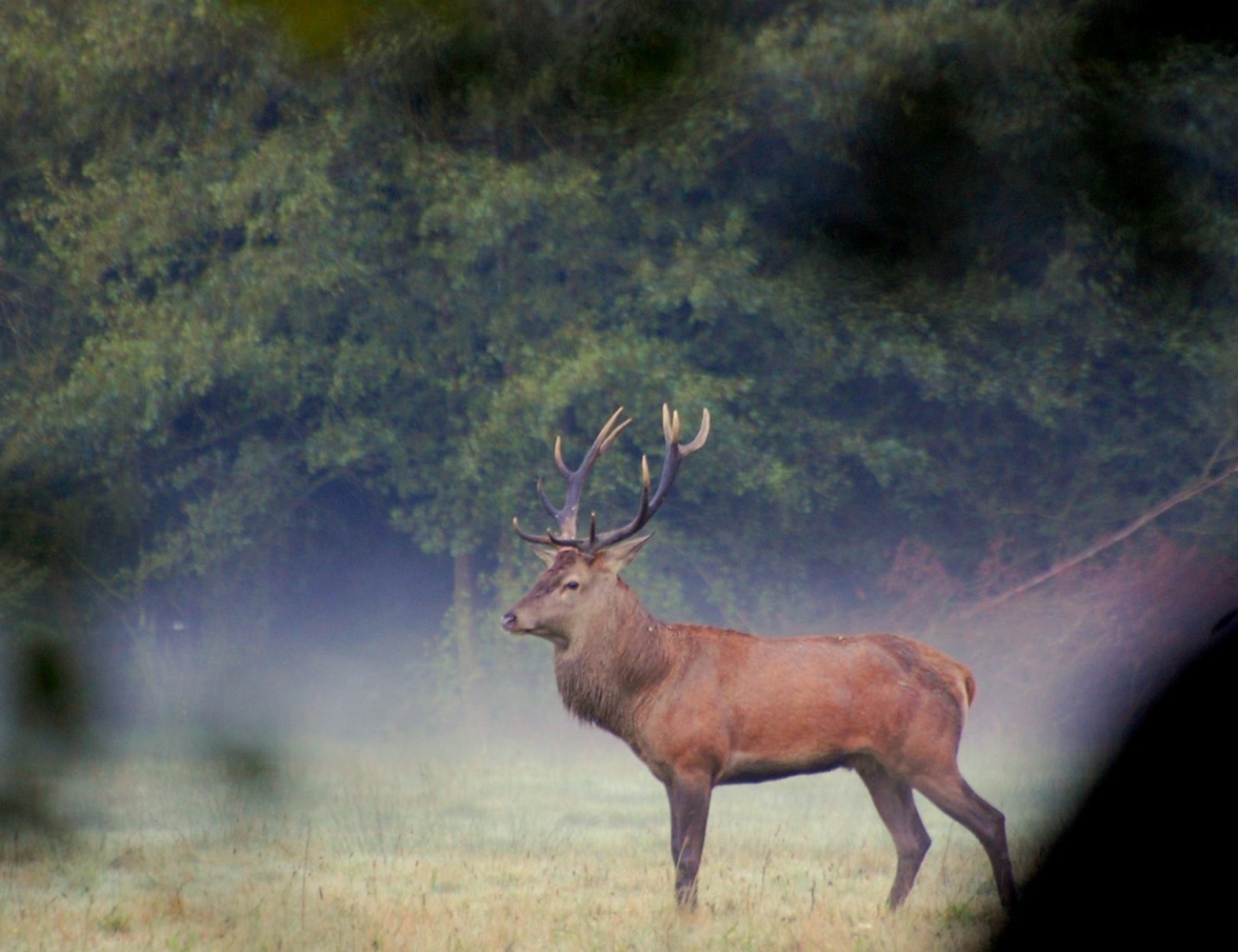 Cerf Taillette Simonet